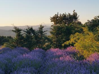 Location vacances piscine - Bonnieux - Au pied du Luberon - Luberon Provence
