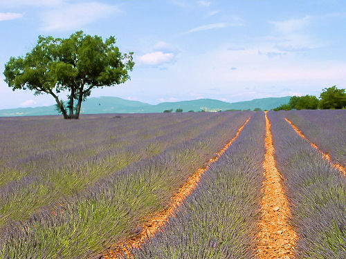 Valensole - Alpes de Haute-Provence - Luberon Provence